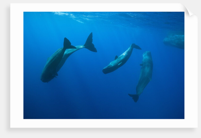 Social behavior of Sperm Whale by Anonymous