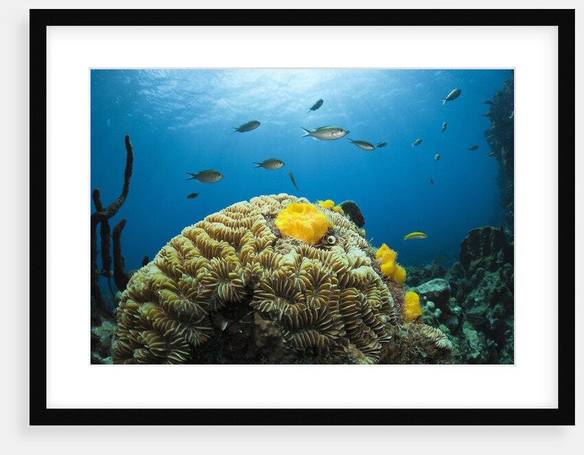 Caribbean Coral Reef by Anonymous