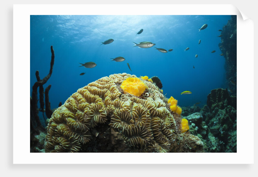 Caribbean Coral Reef by Anonymous