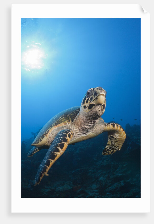 Hawksbill Turtle by Anonymous