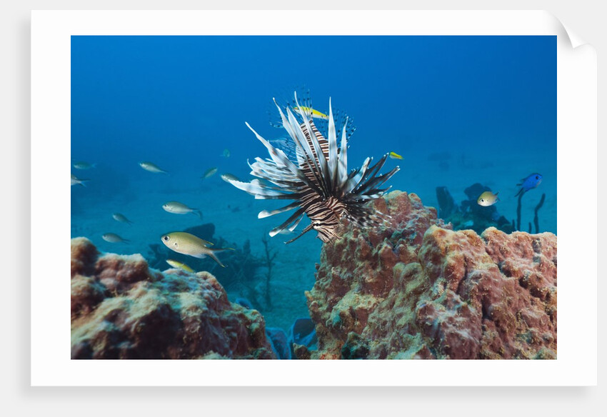 Invasive Lionfish by Anonymous