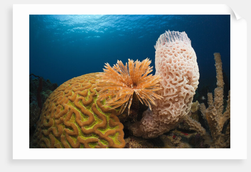 Caribbean Coral Reef by Anonymous