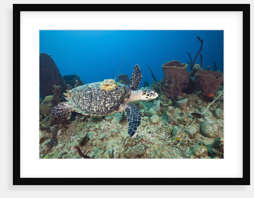 Hawksbill Turtle tagged with Transmitter by Anonymous