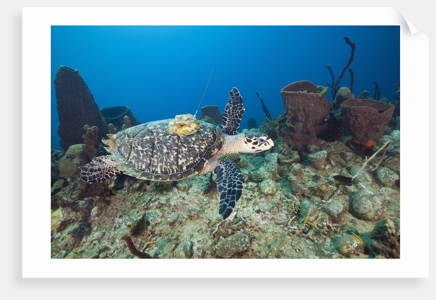 Hawksbill Turtle tagged with Transmitter by Anonymous