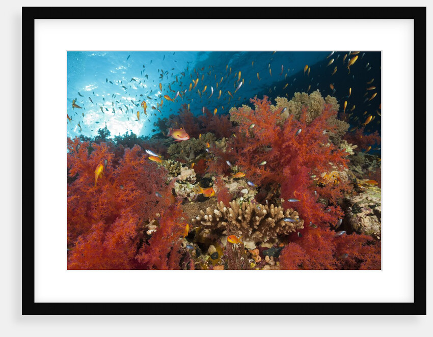 Red Soft Corals (Dendronephthya) by Anonymous