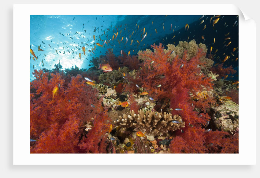 Red Soft Corals (Dendronephthya) by Anonymous