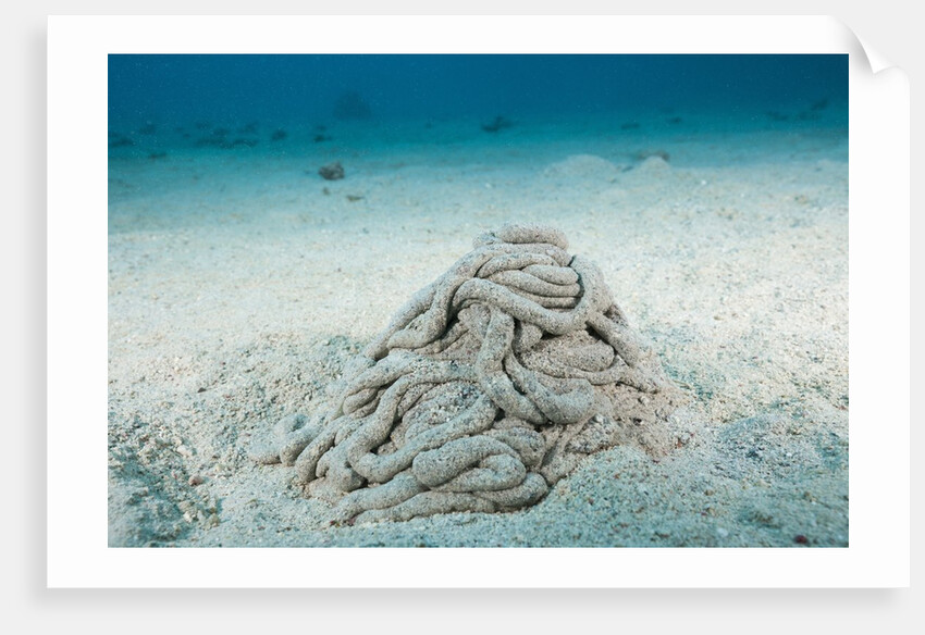 Excrement from a Sea Cucumber (Holothuroidea) by Anonymous