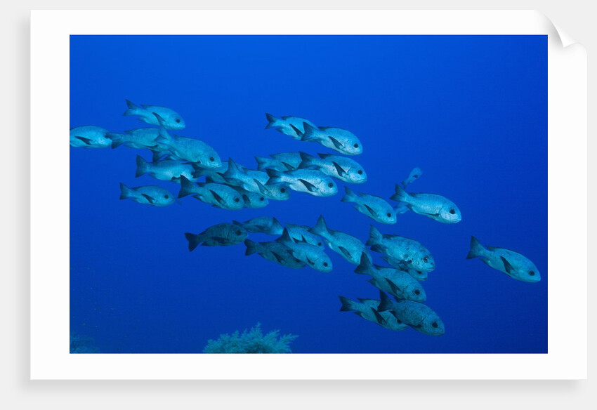 Black Snapper (Macolor niger) by Anonymous