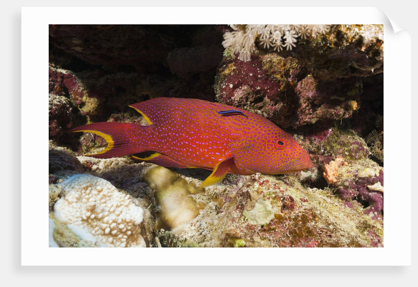 Lyretail Grouper (Variola louti) by Anonymous