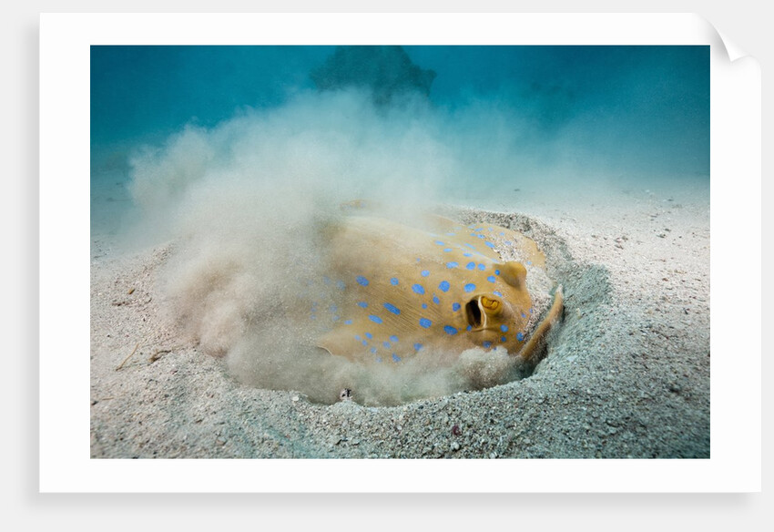 Bluespotted Ribbontail Stingray (Taeniura lymma) by Anonymous