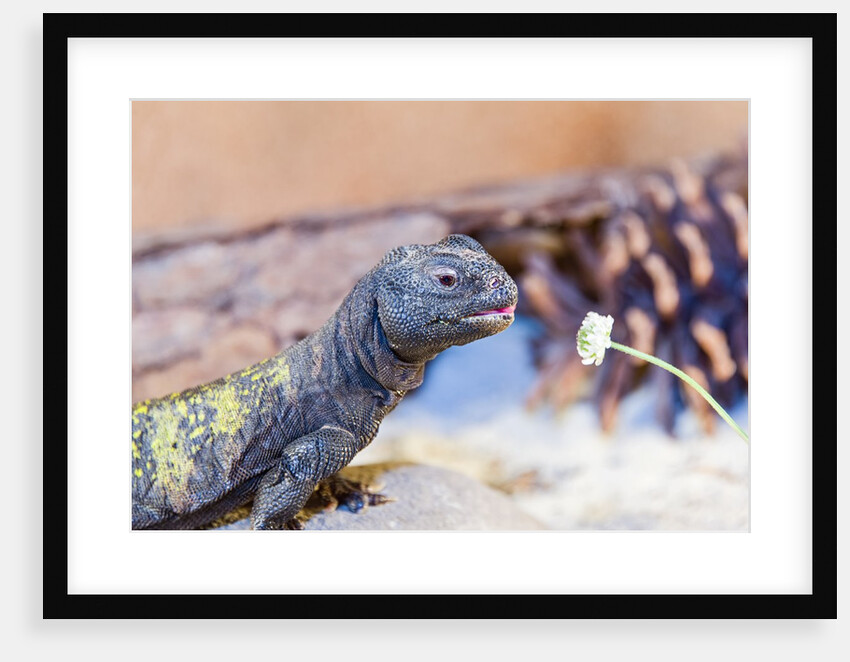 Uromastyx Lizard by Anonymous