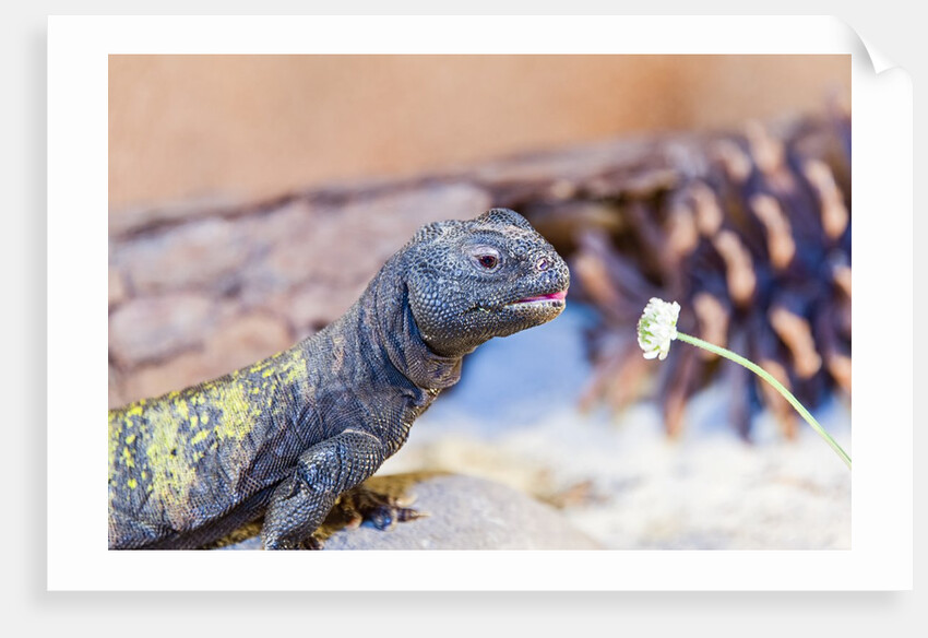Uromastyx Lizard by Anonymous