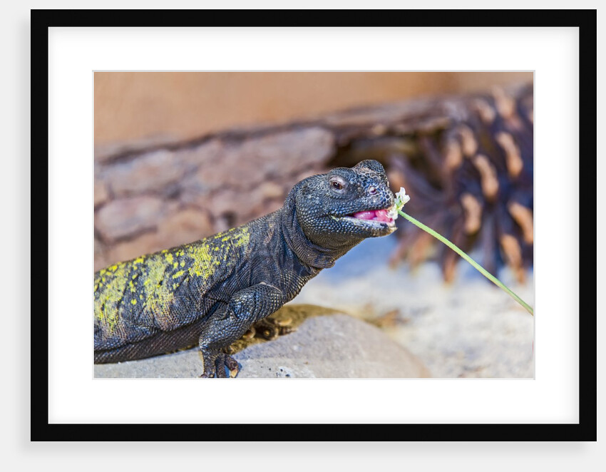 Uromastyx Lizard by Anonymous