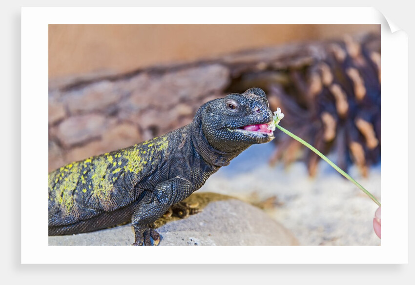 Uromastyx Lizard by Anonymous