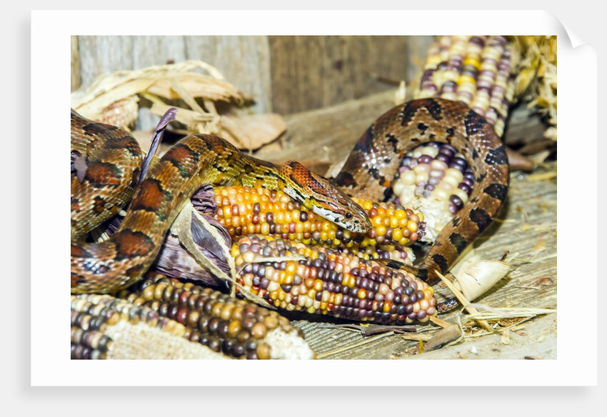 Cornsanke (Normal and Candy Cane) by Anonymous