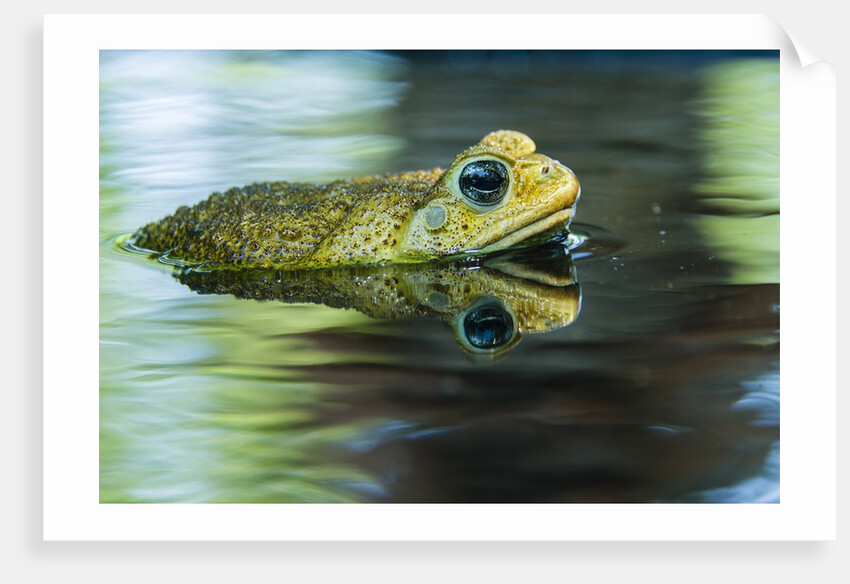 Cane Toad by Anonymous