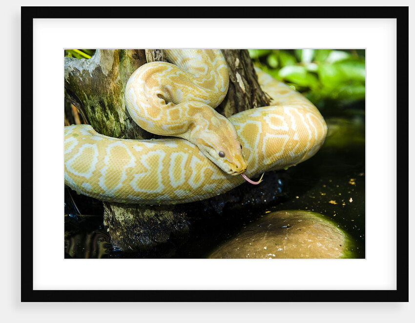 Burmese Python (albino) by Anonymous