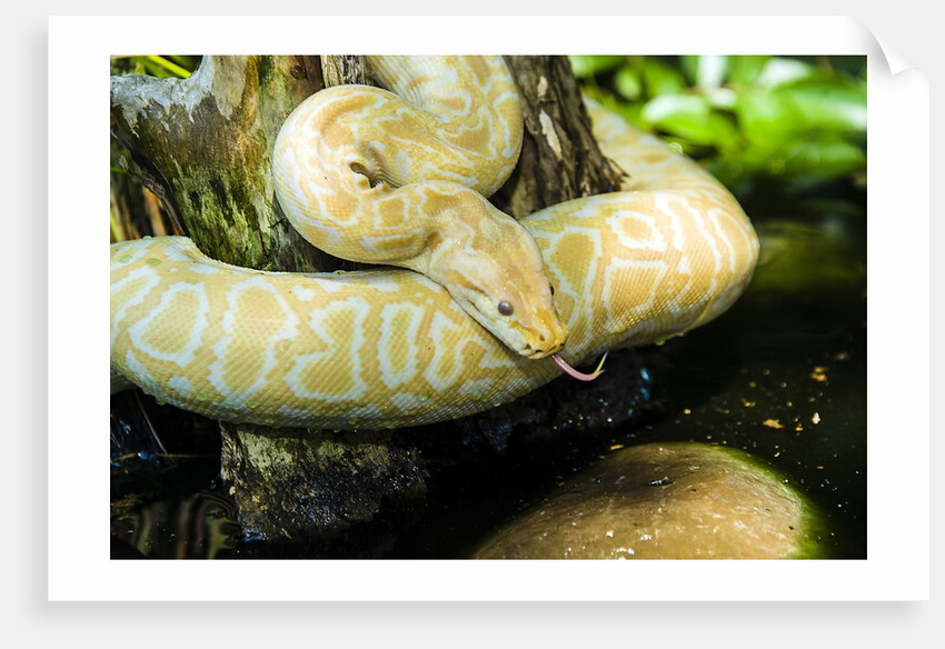 Burmese Python (albino) by Anonymous