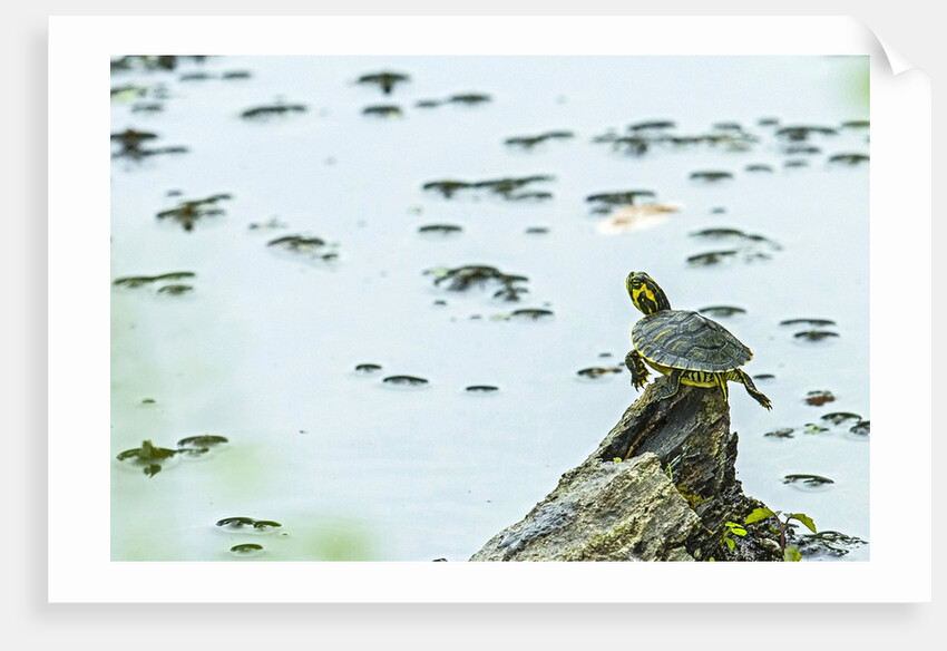 Slider (turtle) by Anonymous
