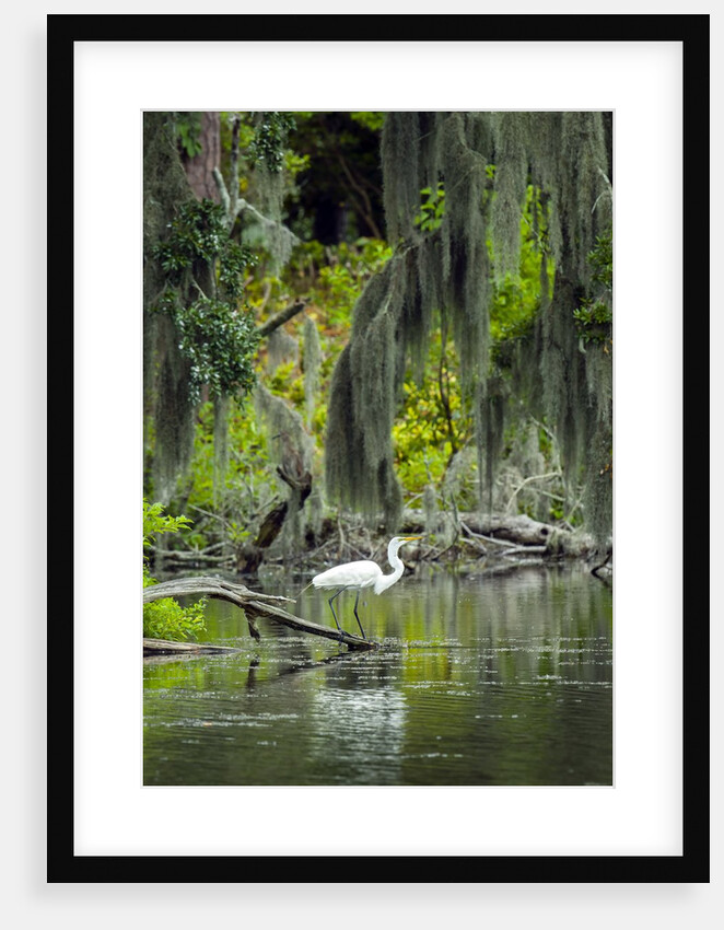 Great Egret by Anonymous
