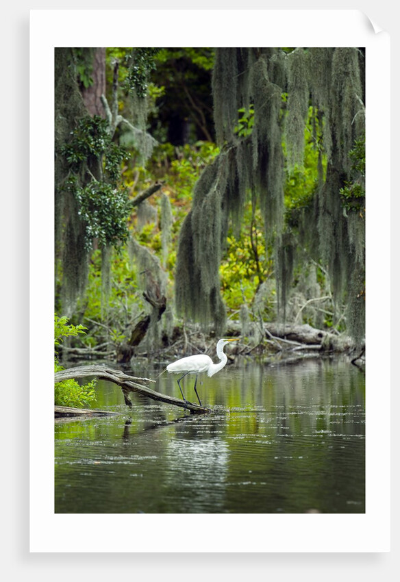 Great Egret by Anonymous