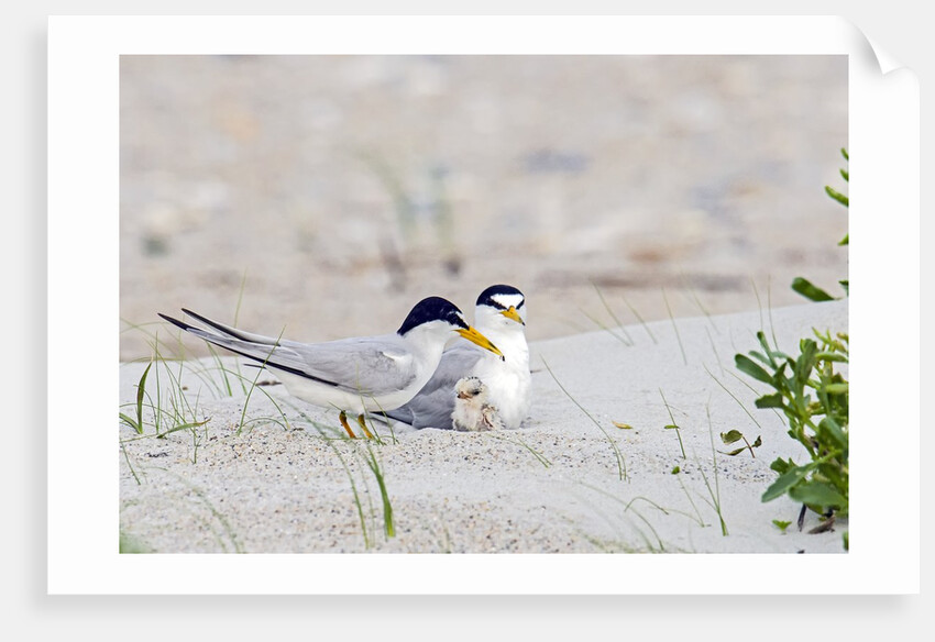 Least Tern by Anonymous