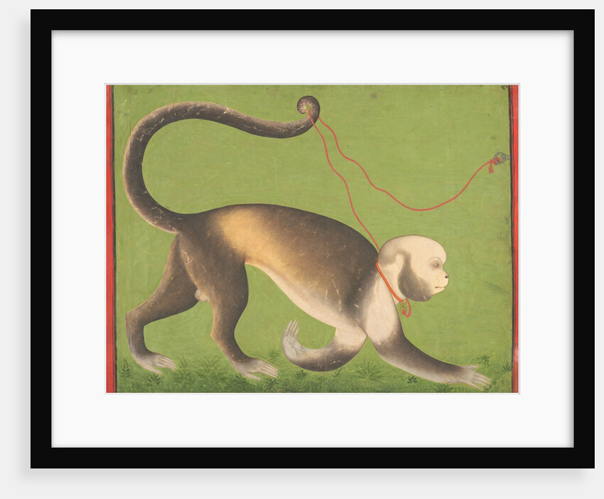 A Monumental Portrait of a Monkey attributed to the Stipple Master by Anonymous