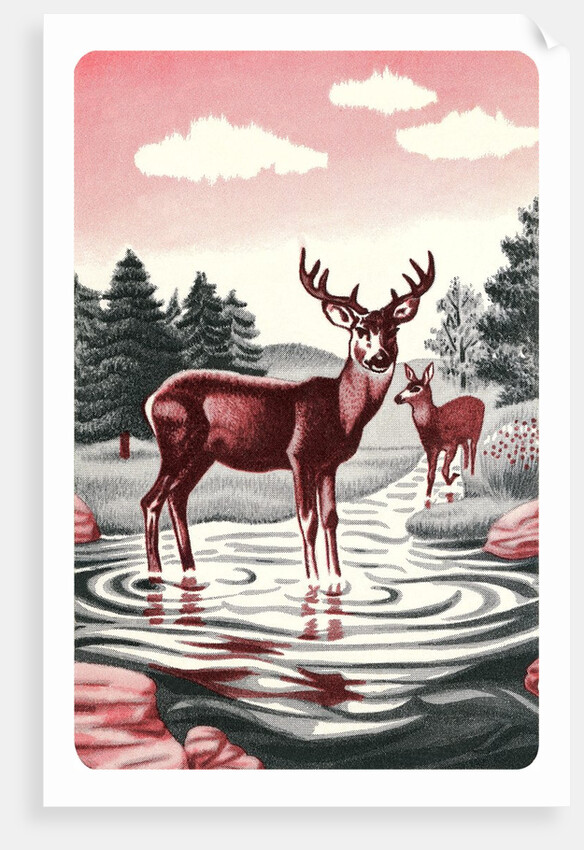 Deer in Stream by Anonymous