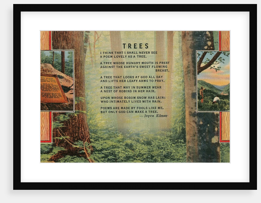 Joyce Kilmer Trees Poem, Forest by Anonymous