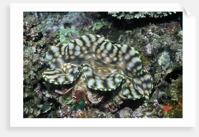 Fluted Giant Clam by Anonymous