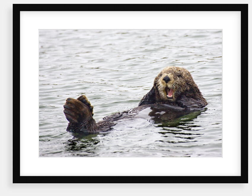 California Sea Otter by Anonymous