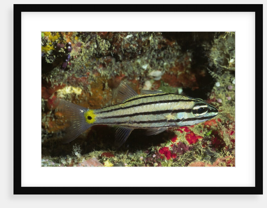 Split-Banded Cardinalfish in juvenile form by Anonymous