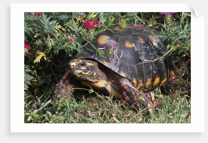 Red-Legged Tortoise by Anonymous
