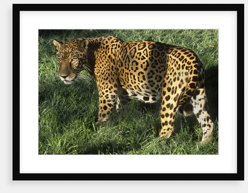 Jaguar by Anonymous