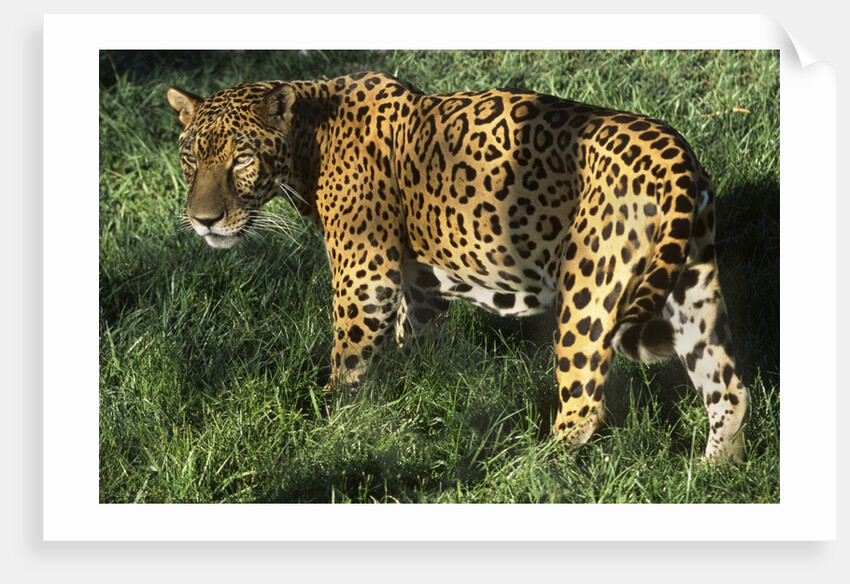 Jaguar by Anonymous