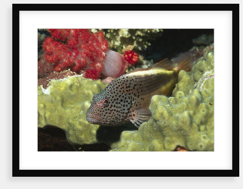 Freckled Hawkfish by Anonymous