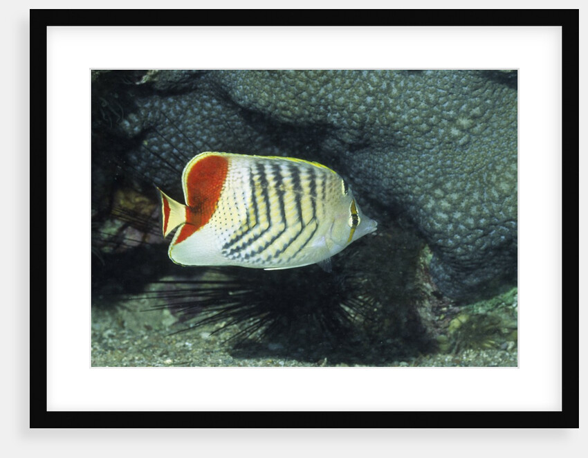 Red Sea Chevron Butterflyfish by Anonymous