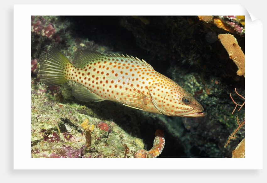 White-Lined Grouper by Anonymous