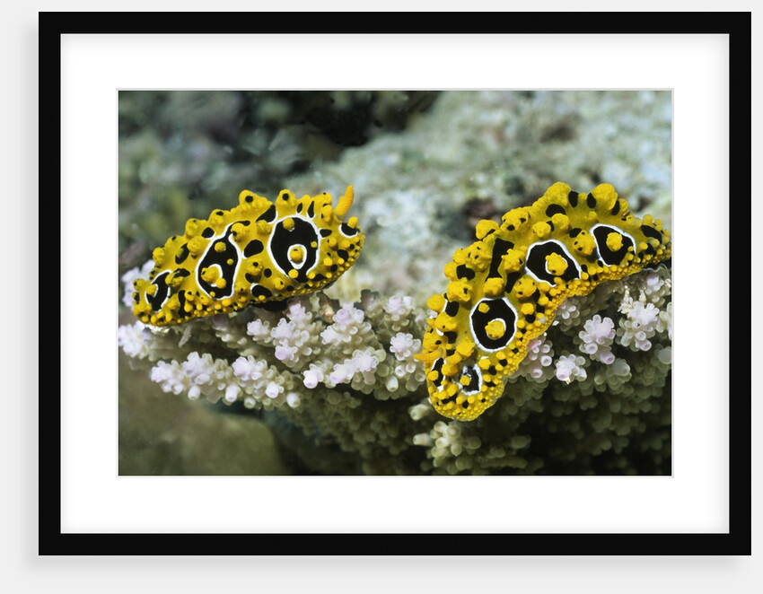 Ocellated Phyllidia by Anonymous