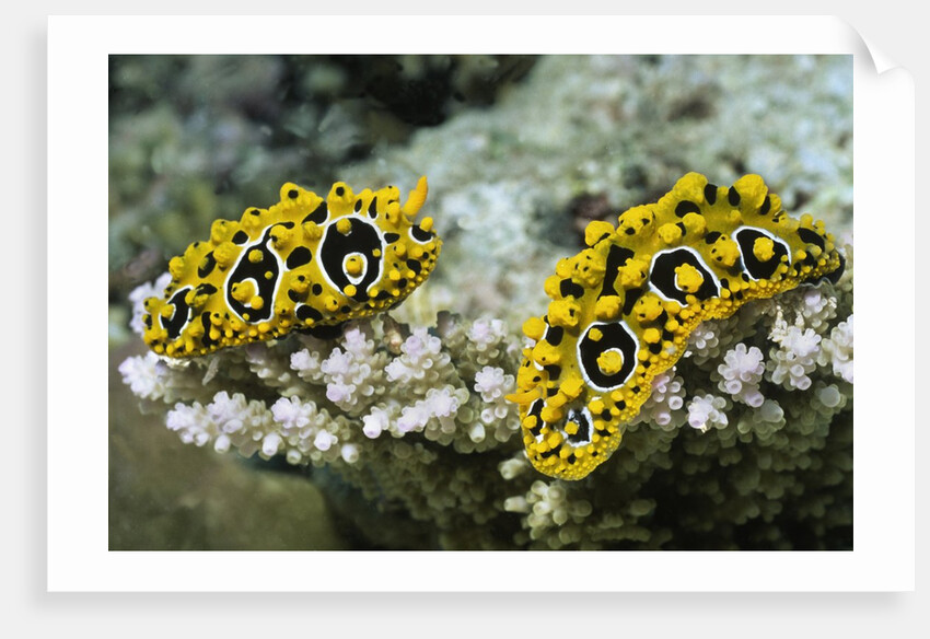 Ocellated Phyllidia by Anonymous