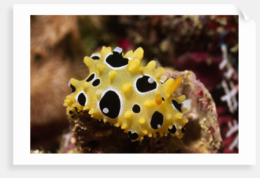 Ocellated Phyllidia by Anonymous