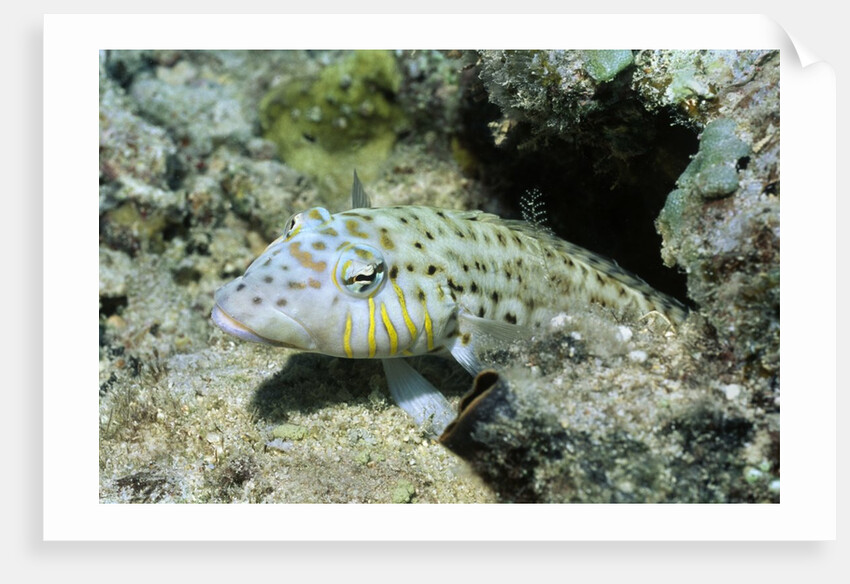 Speckled Sandperch by Anonymous