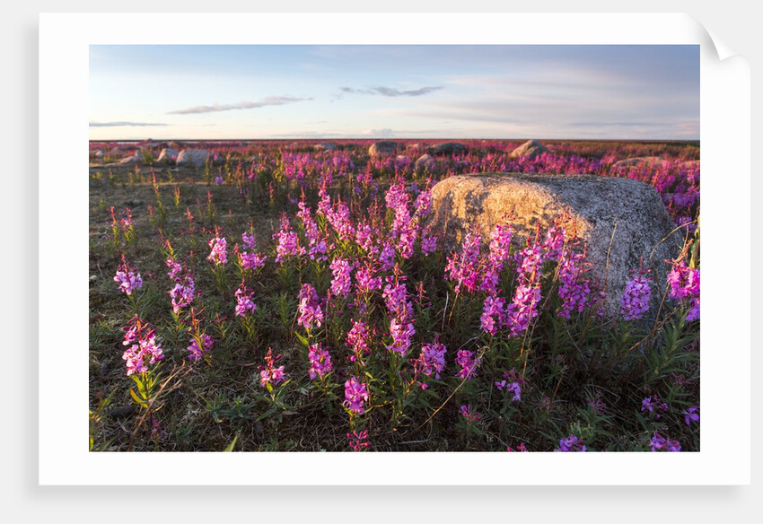 Fireweed, Hudson Bay, Canada by Anonymous
