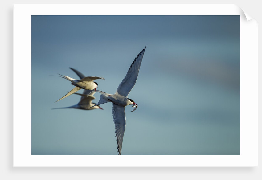 Arctic Terns, Hudson Bay, Canada by Anonymous