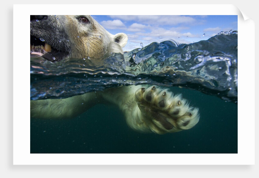 Underwater Polar Bear, Hudson Bay, Nunavut, Canada by Anonymous