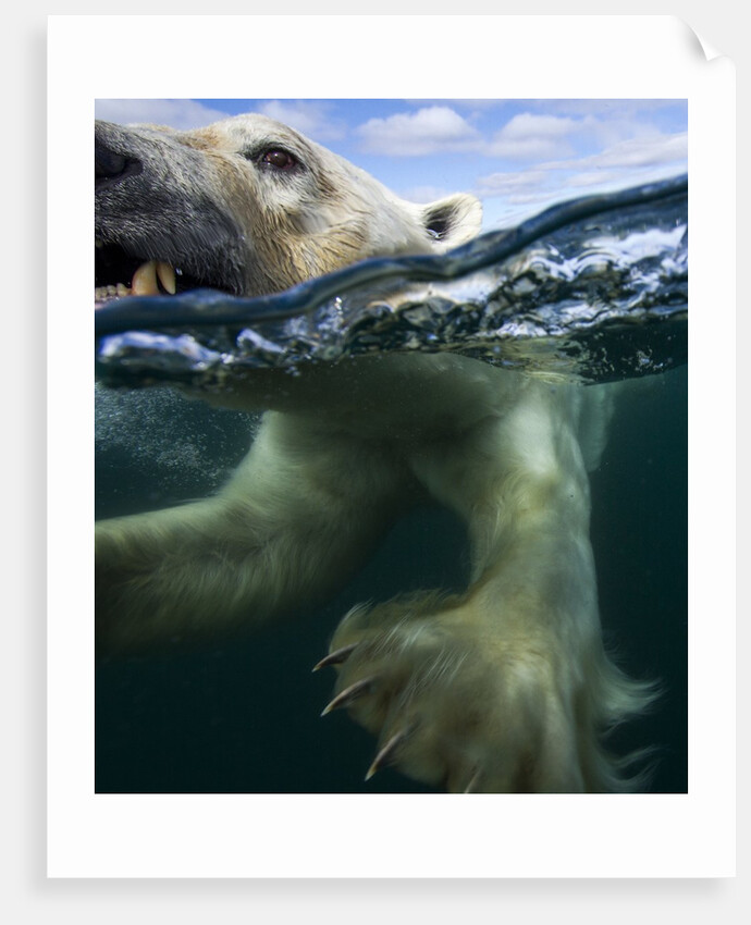 Underwater Polar Bear, Hudson Bay, Nunavut, Canada by Anonymous