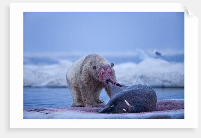 Polar Bear Feeding on Walrus, Hudson Bay, Nunavut, Canada by Anonymous