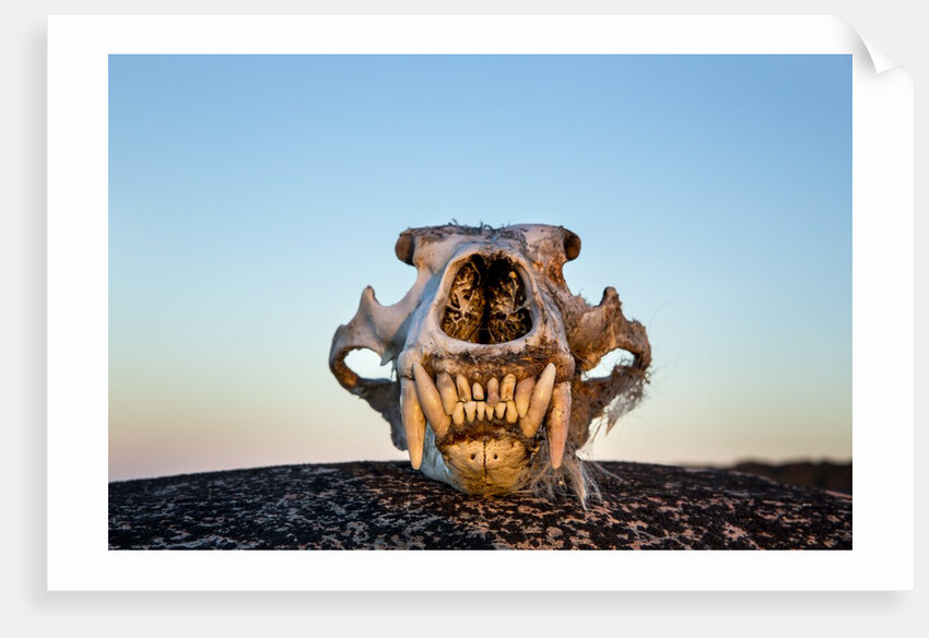 Polar Bear Skull, Hudson Bay, Nunavut, Canada by Anonymous