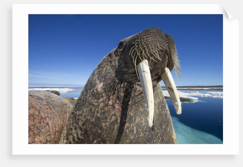 Walrus, Hudson Bay, Nunavut, Canada by Anonymous
