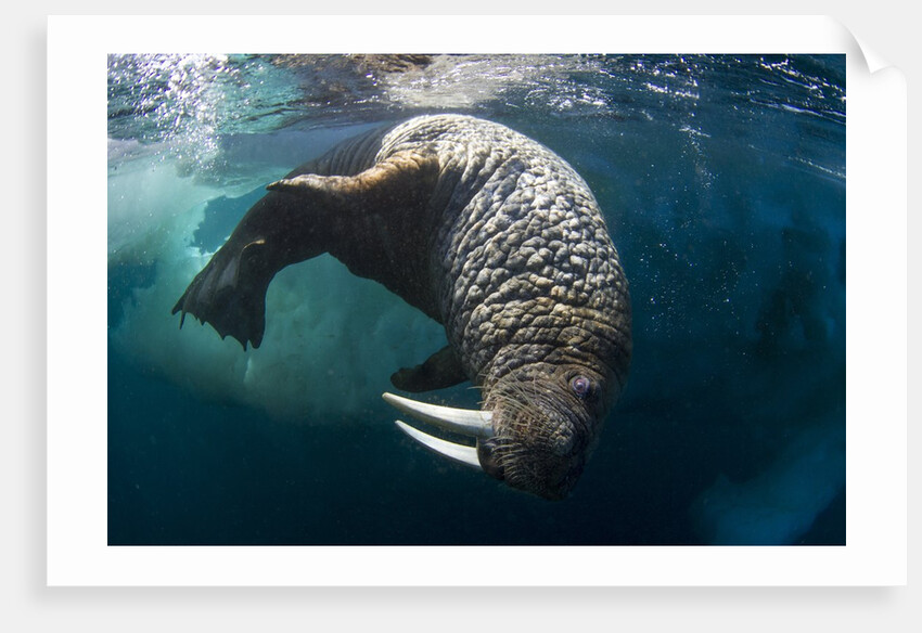 Underwater View of Walrus, Hudson Bay, Nunavut, Canada by Anonymous